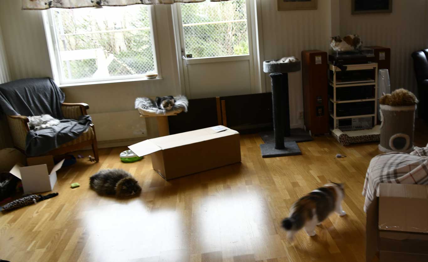 sibirisk katter Starskys