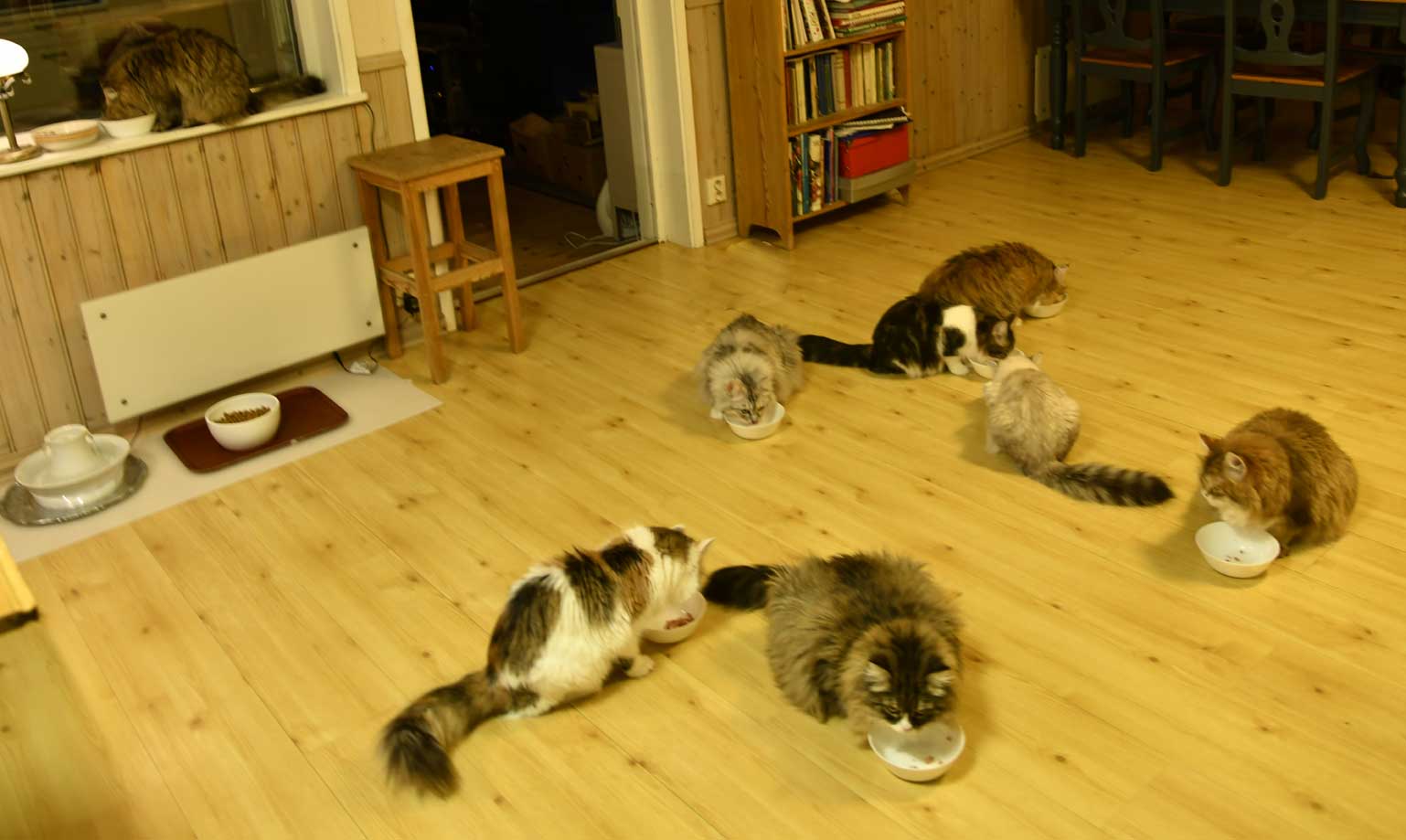 Sibirisk katt Starskys