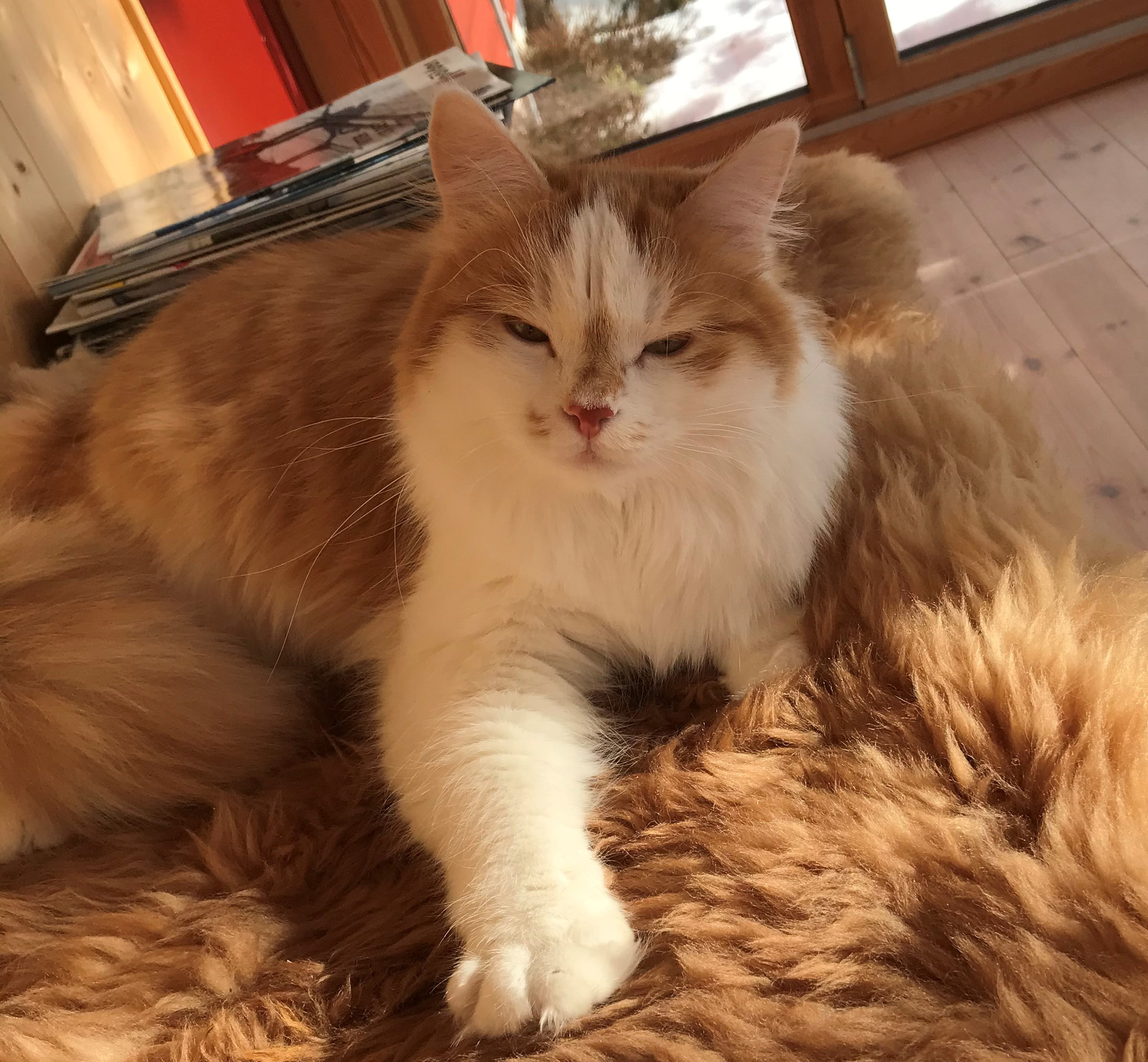 sibirisk katt Tethys