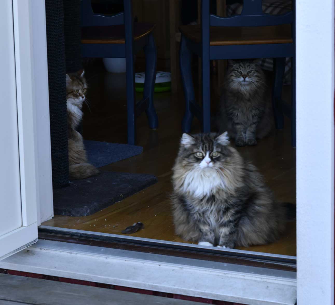sibirisk katt