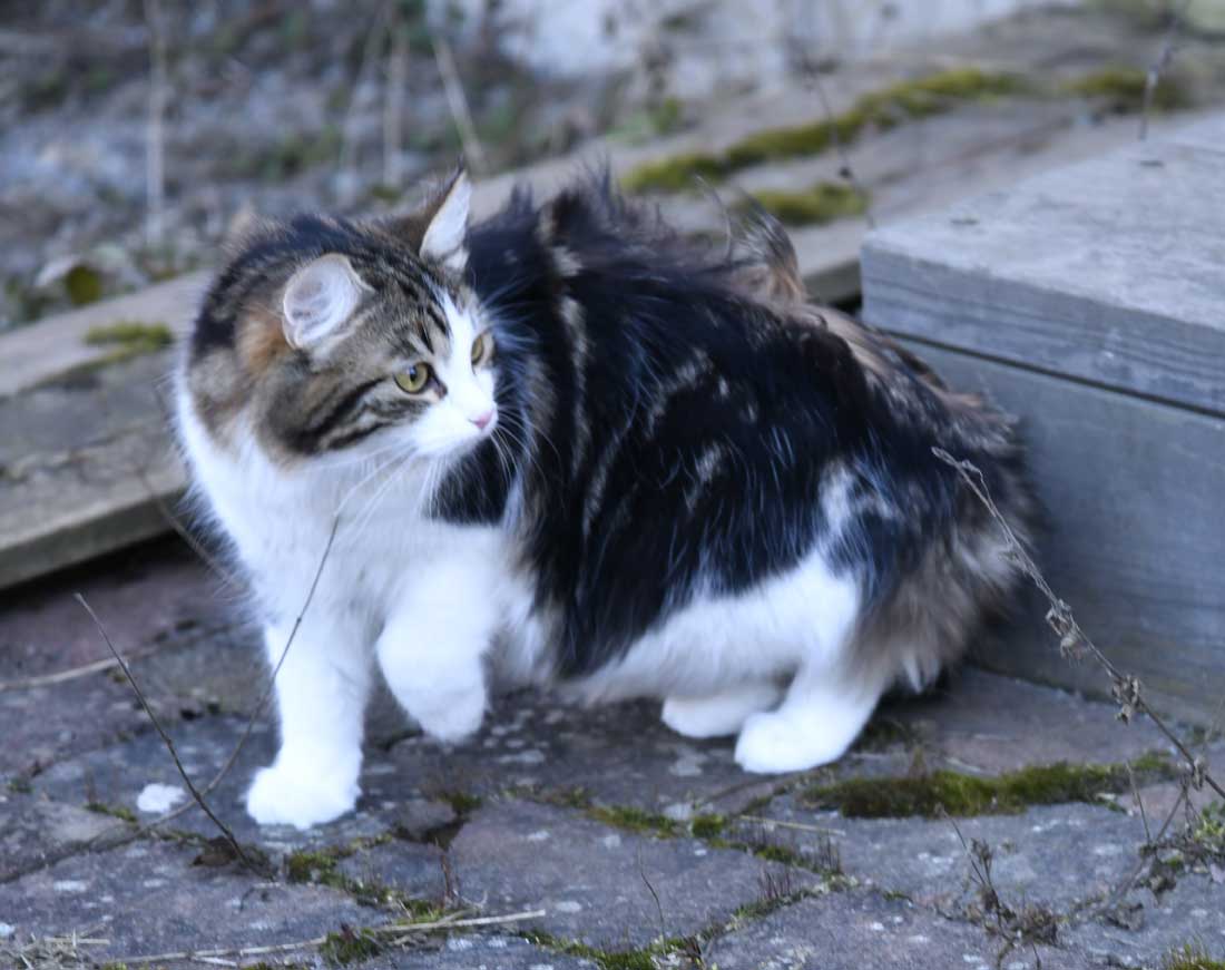 sibirisk kattunge Vickie