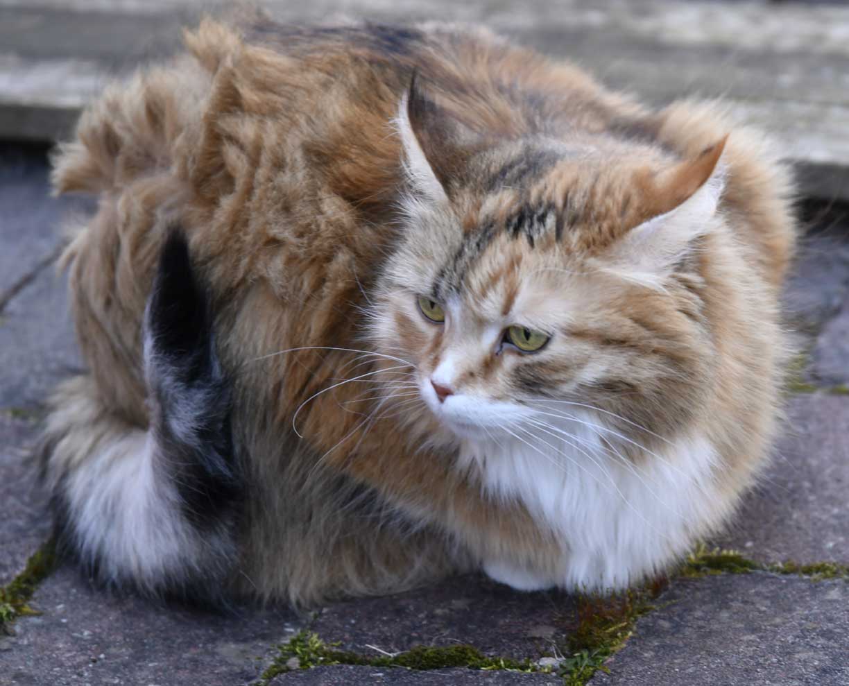 sibirisk katt Dani