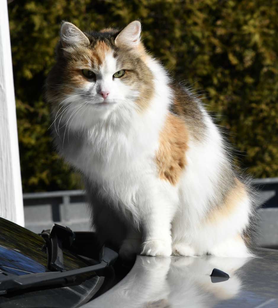 sibirisk katt Colbie