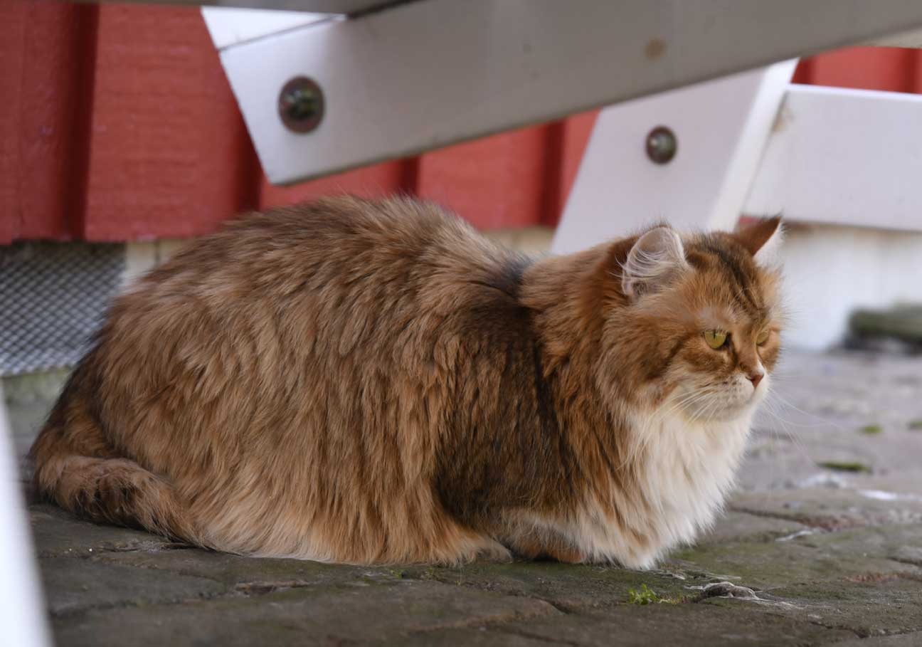 sibirisk katt Uni