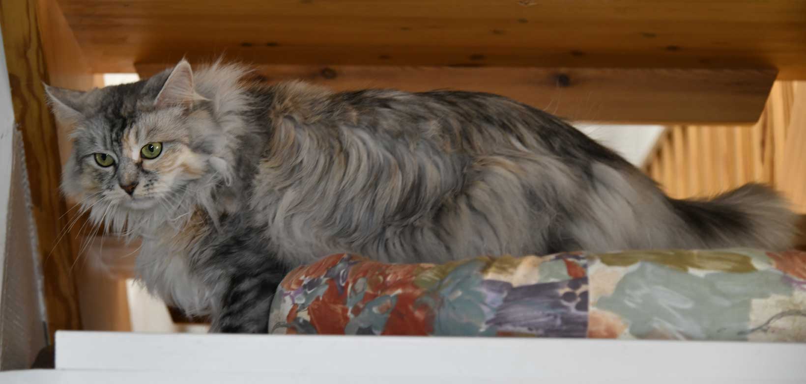 sibirisk katt Zinnie