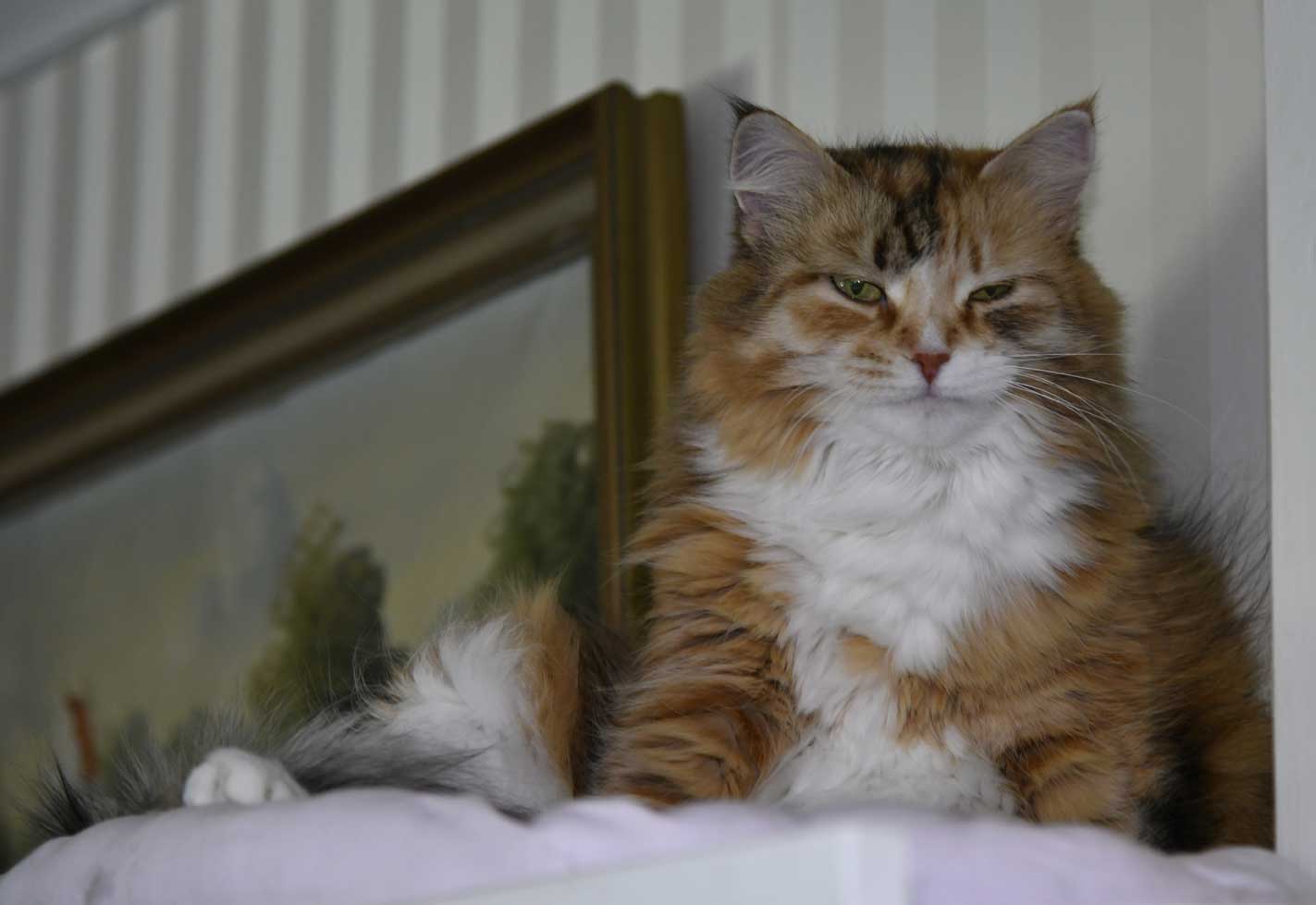 sibirisk katt Dani