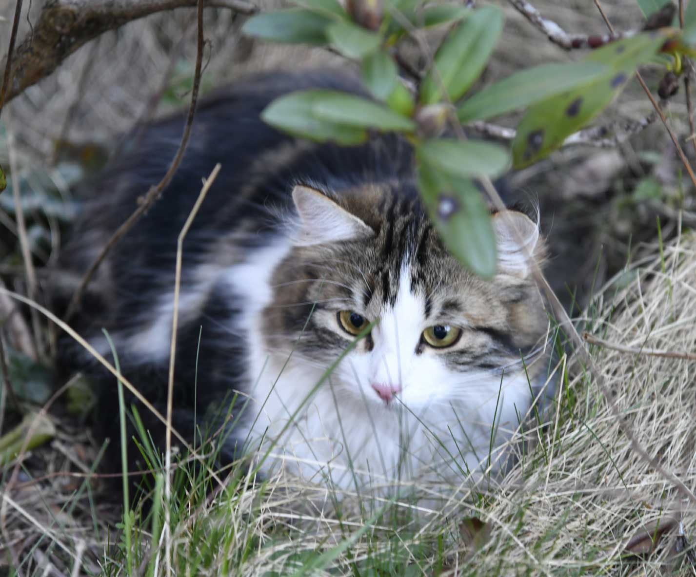 Sibirisk katt Vickie