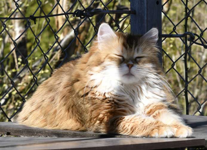 sibirisk katt Uni
