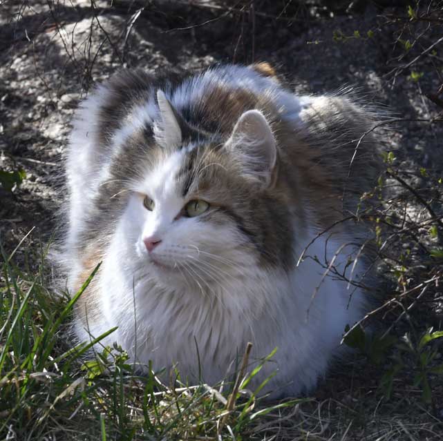 sibirisk katt Tracie