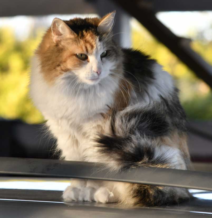 sibirisk katt Colbie
