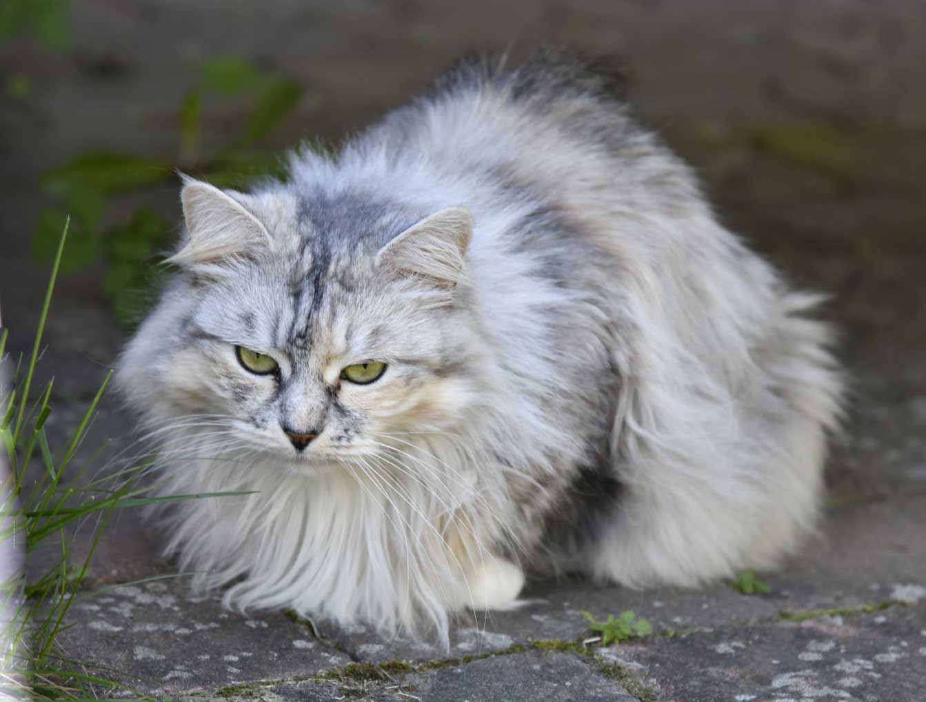 sibirisk katt Zinnie