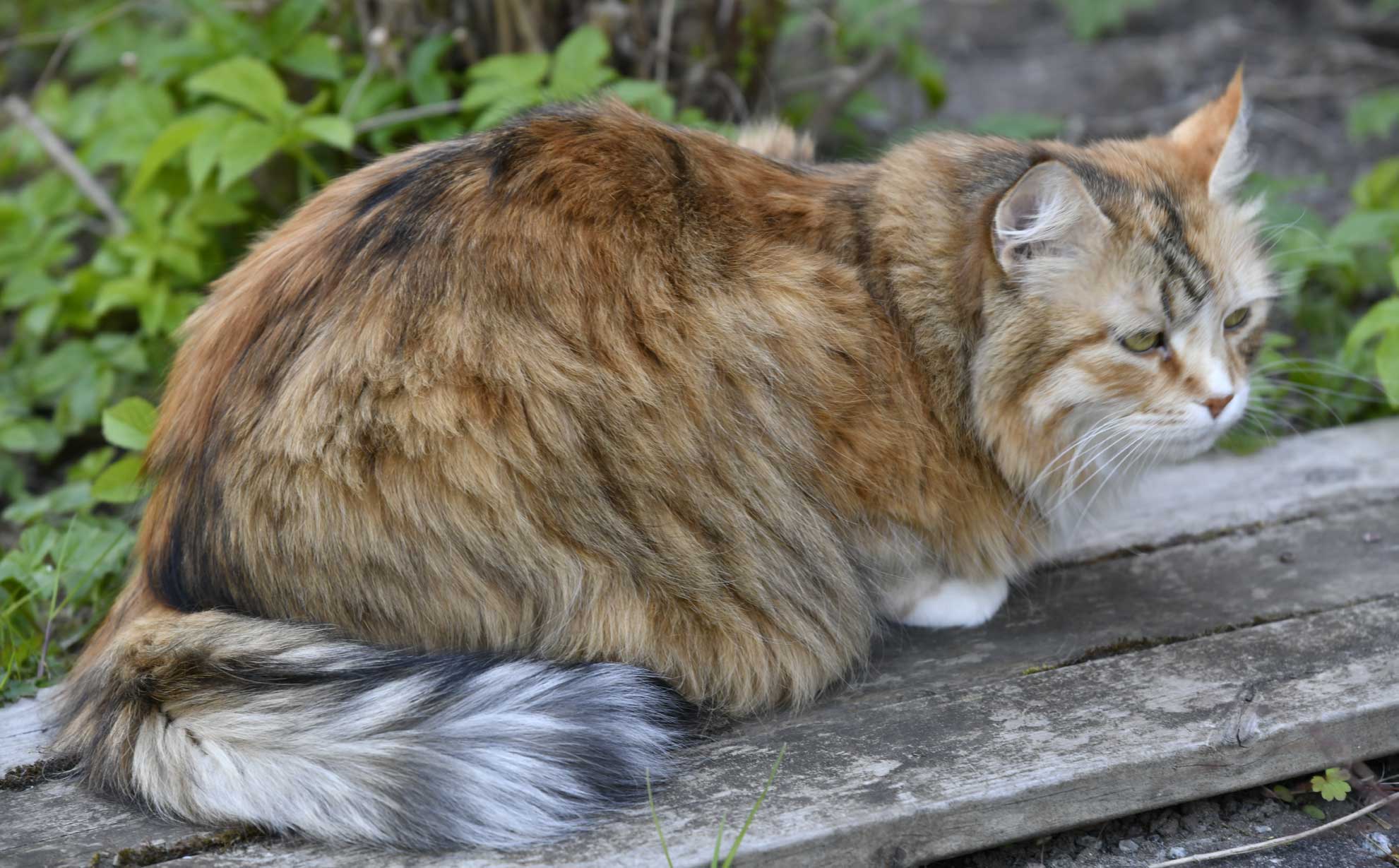 sibirisak katt Dani