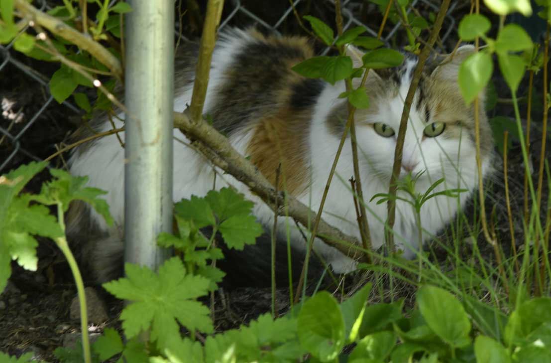 sibirisk katt Tracie