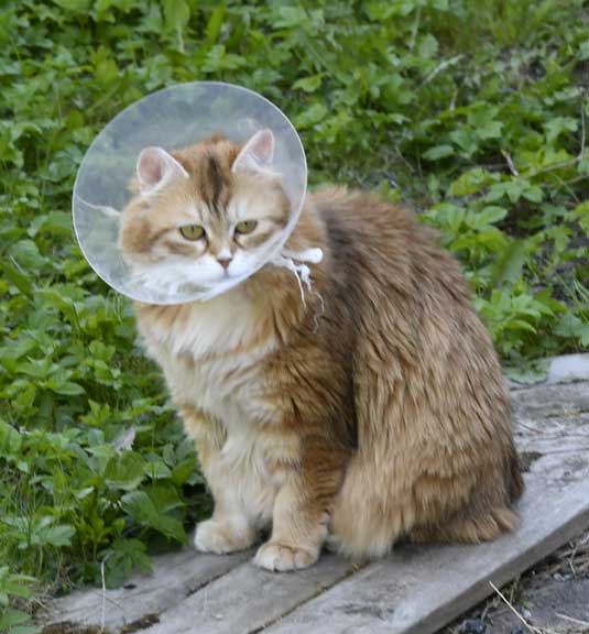 sibirisk katt Uni