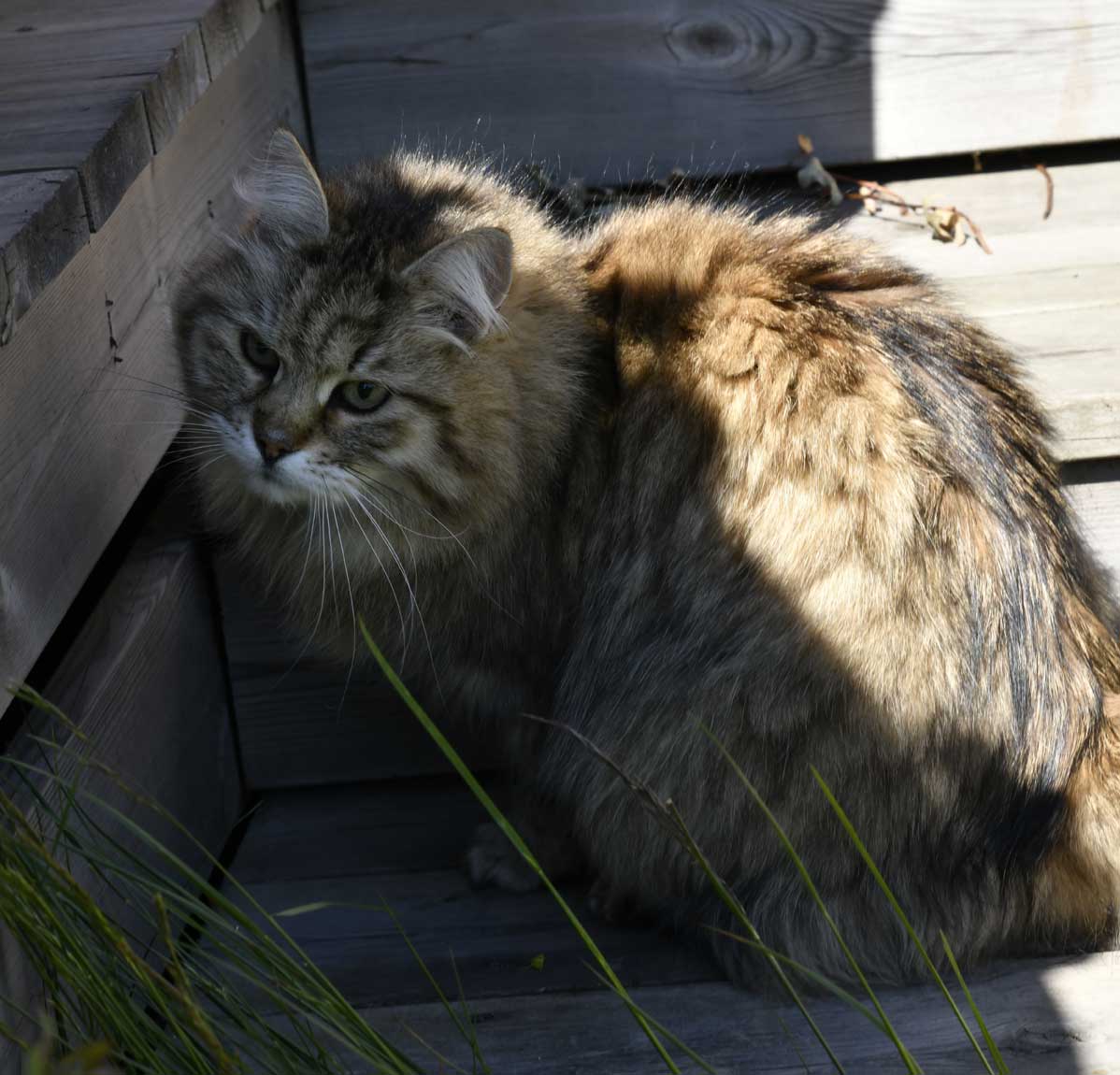 sibirisk katt Gabbie