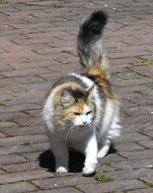 sibirisk katt Colbie