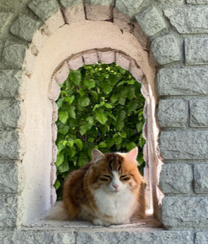 sibirisk katt Ueta