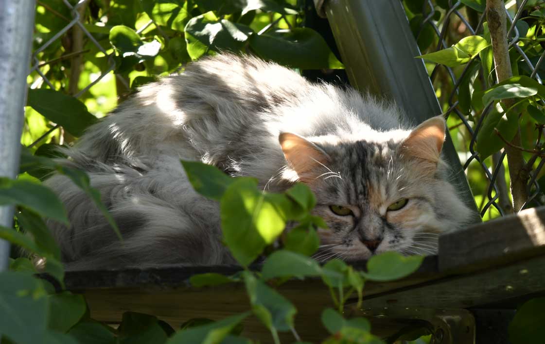 sibirisk katt Zinnie