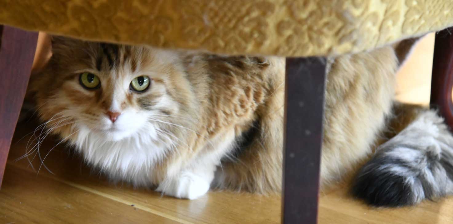 sibirisk katt Dani