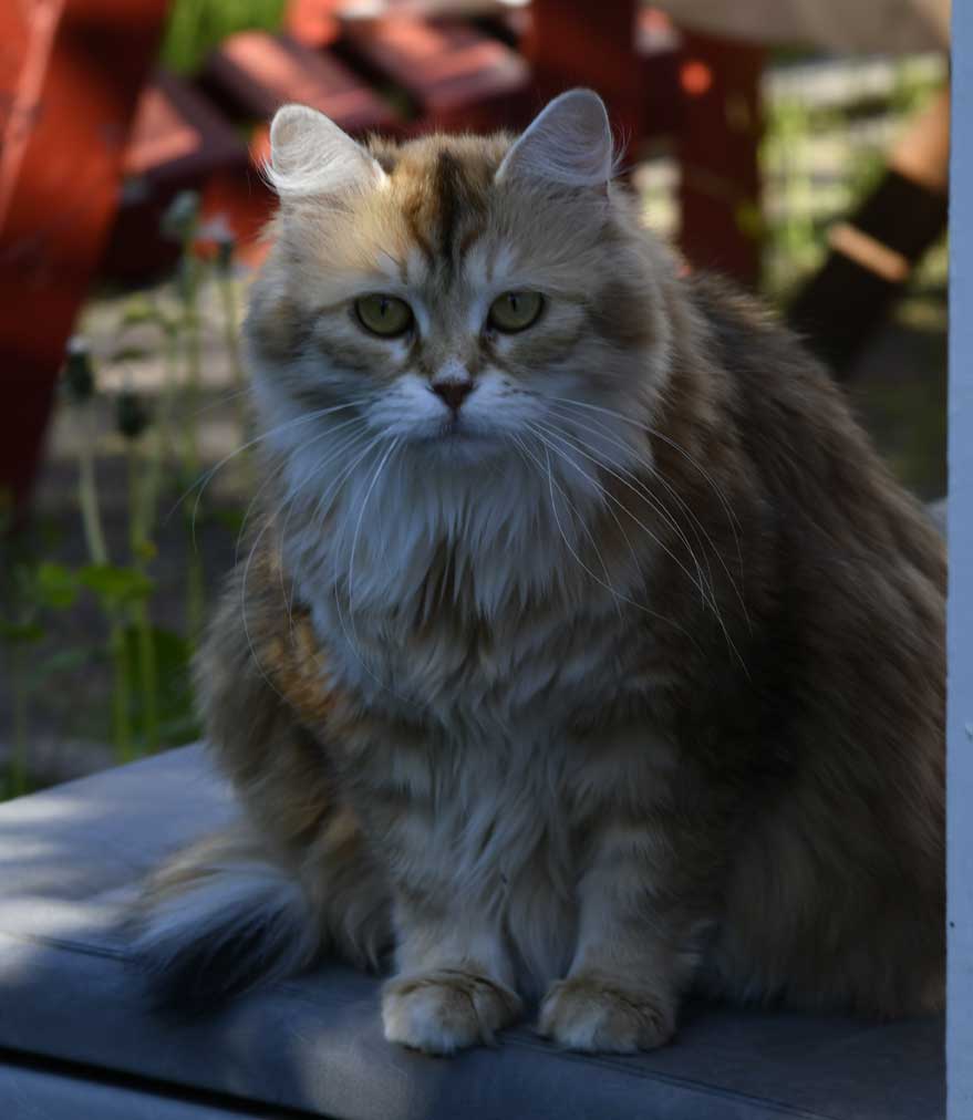 sibirisk katt Uni