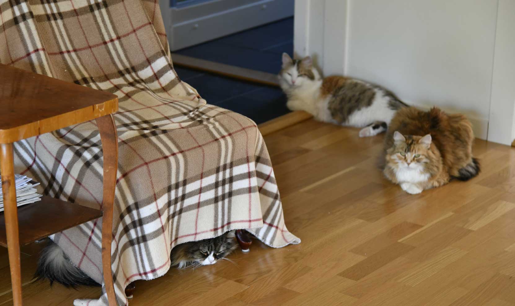 sibirisk katt