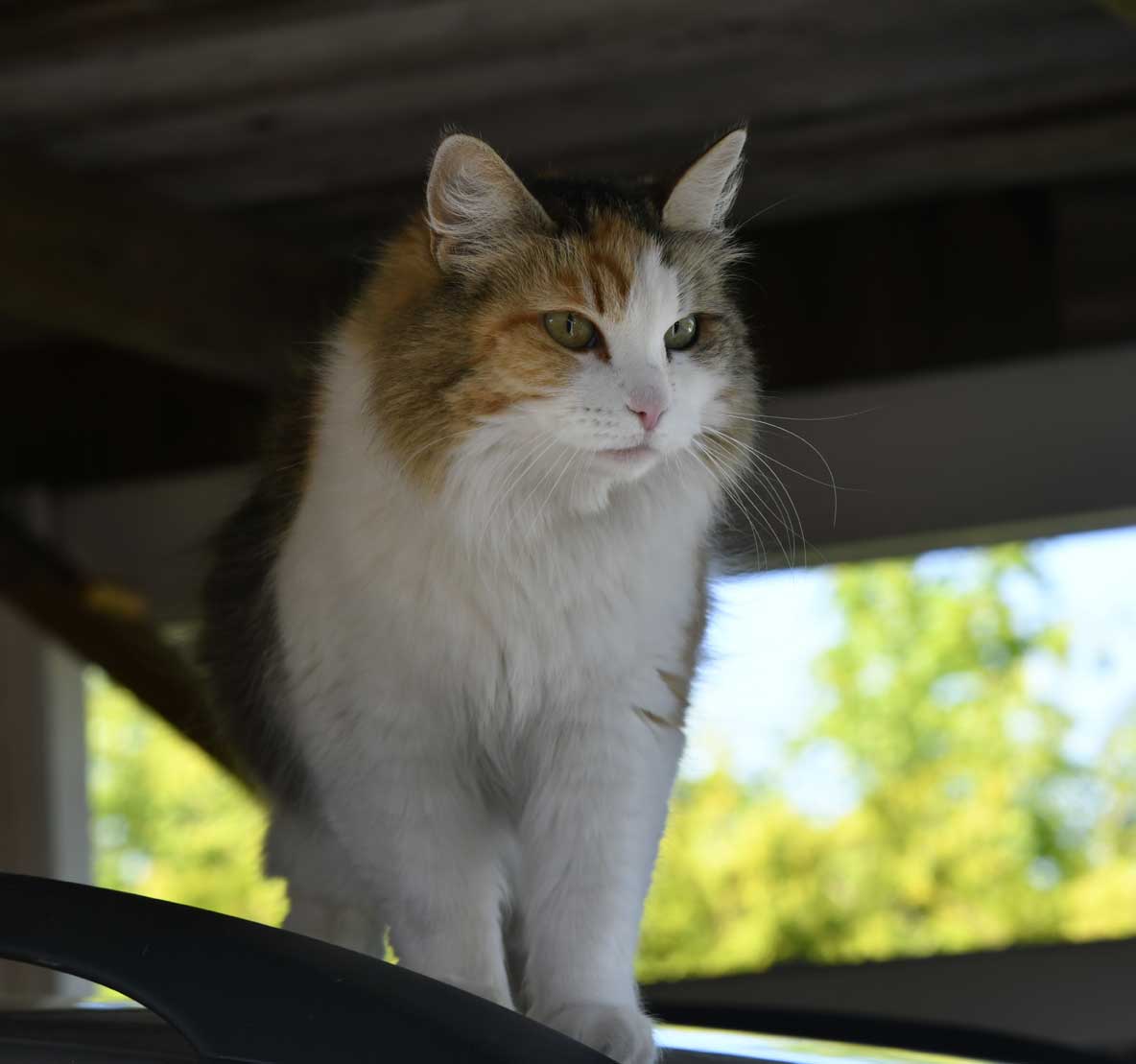 sibirisk katt Colbie