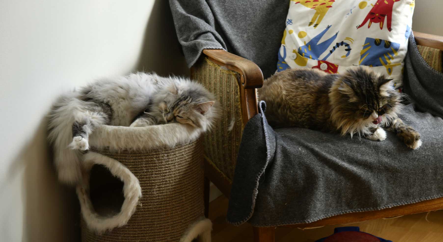 sibirisk katt Zinnie o Mitzi