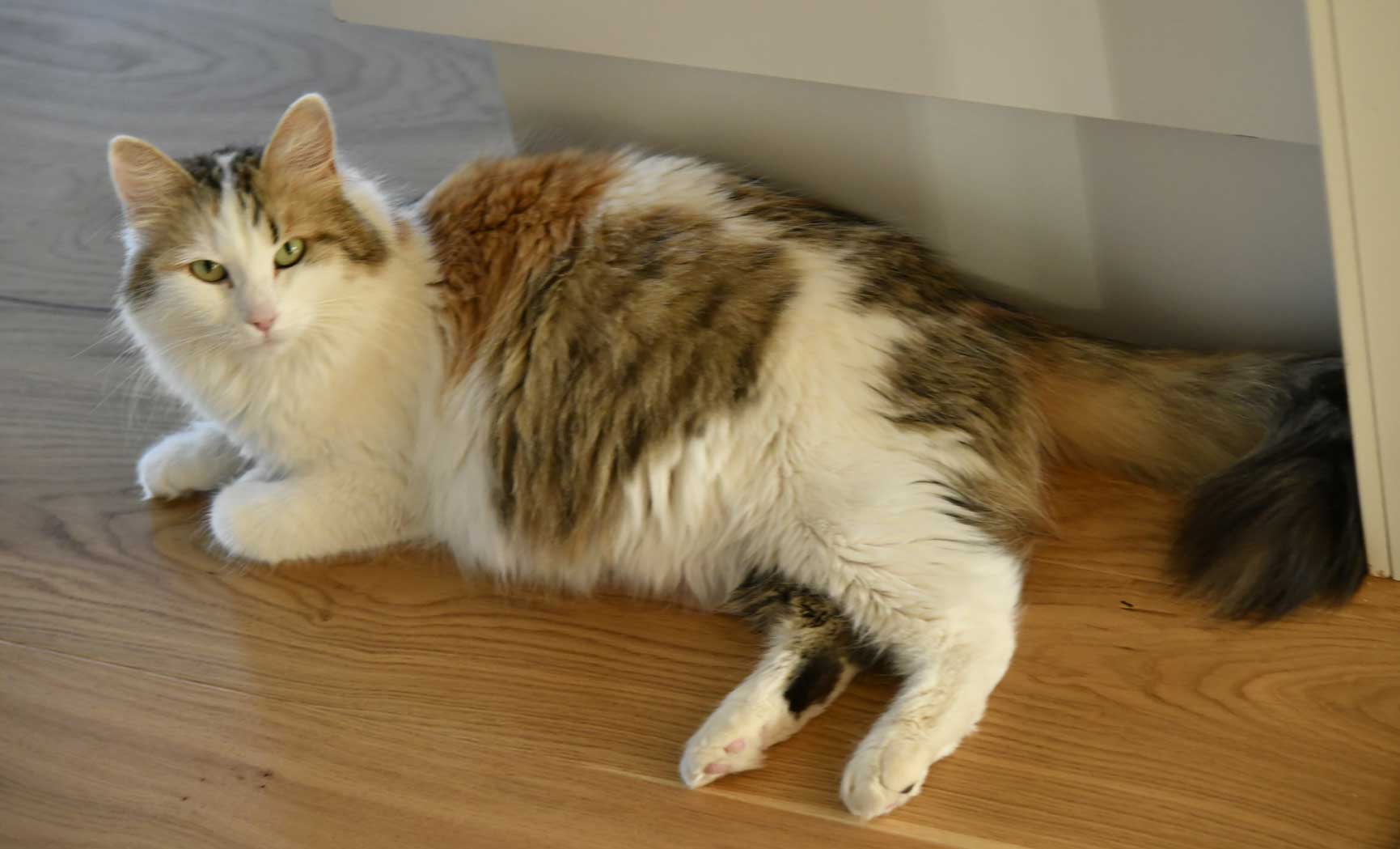 sibirisk katt Tracie