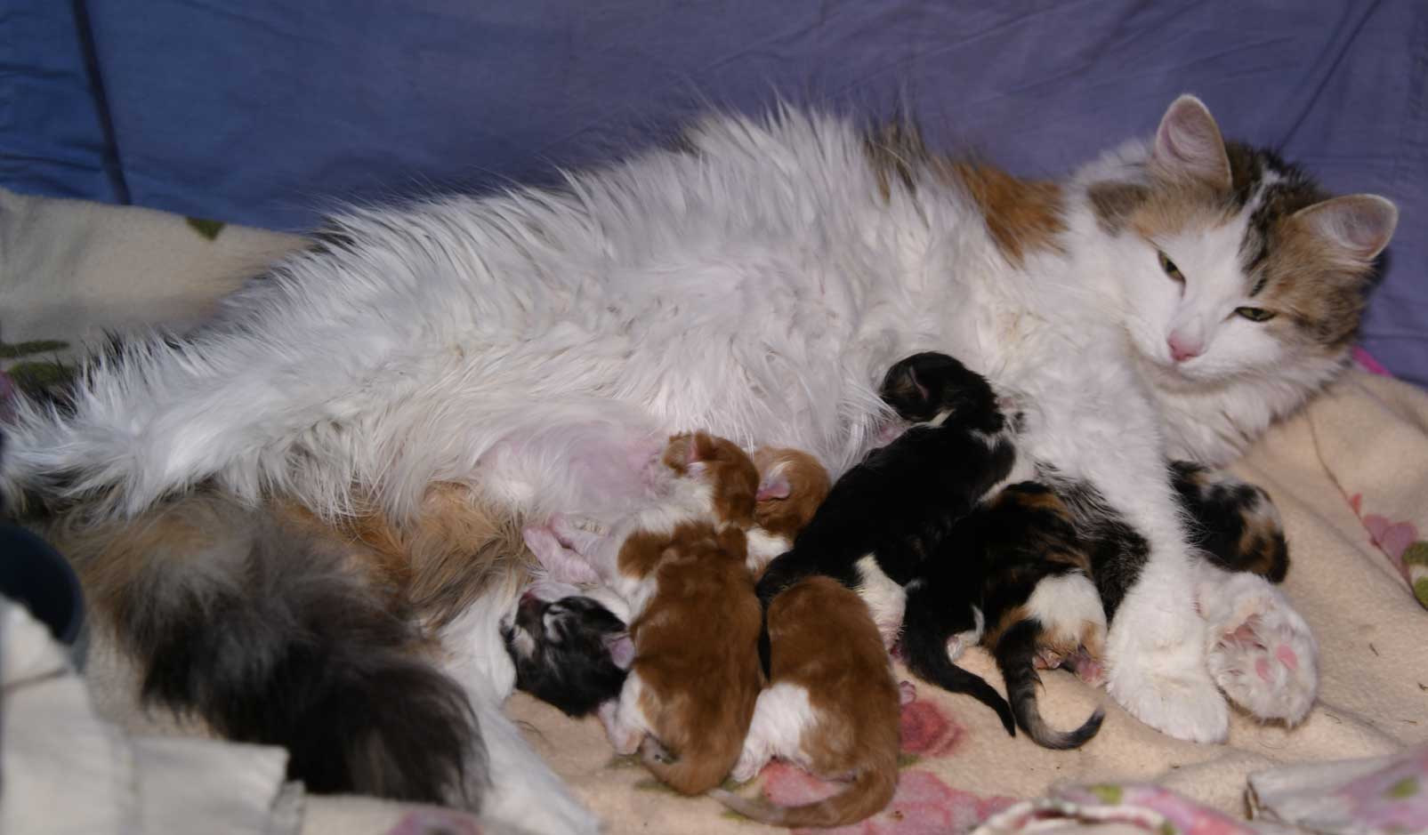 sibiriska kattungar Xx-kull