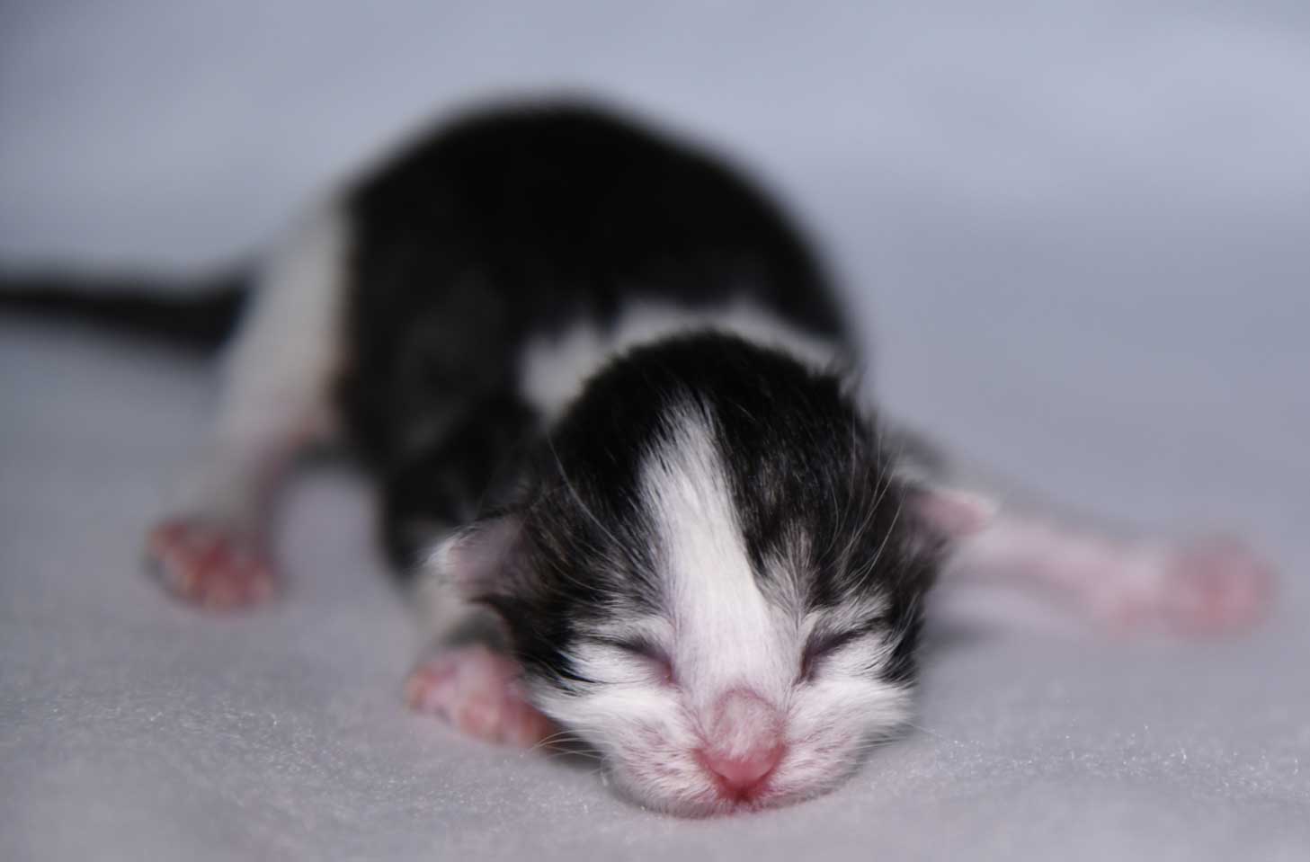 sibirisk kattunge Xerxes