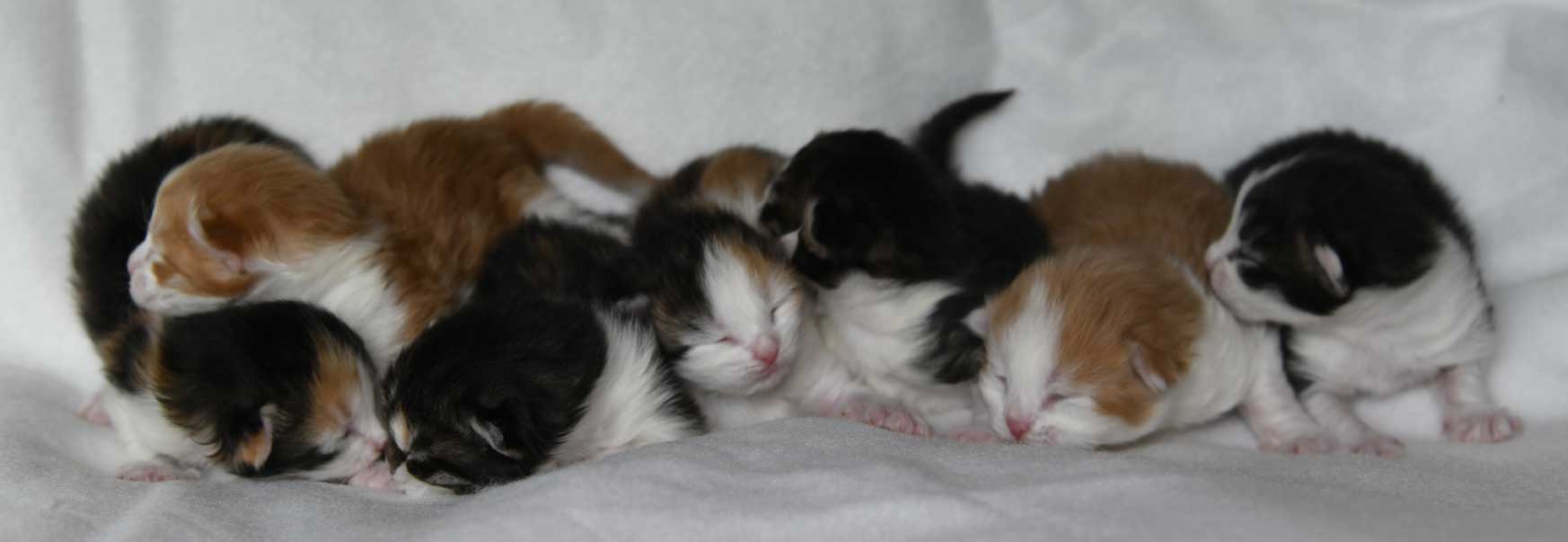 sibirisk kattunge Xx-kull