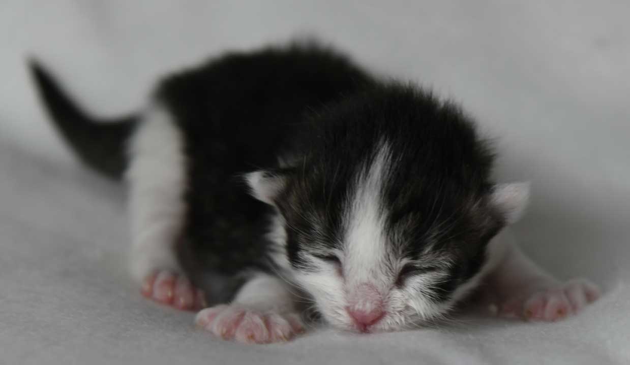 sibirisk kattunge Xerxes