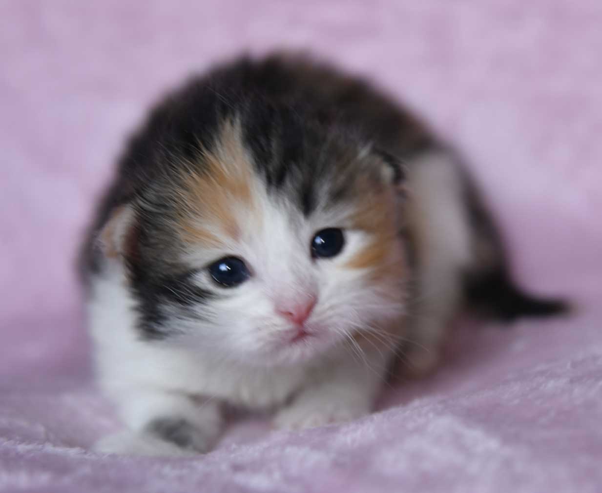 sibirisk kattunge Xuyi