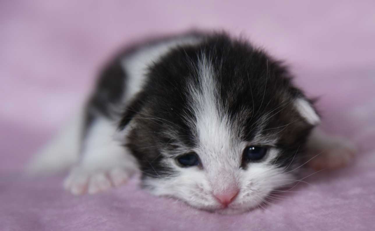Sibirisk kattunge Xerxes