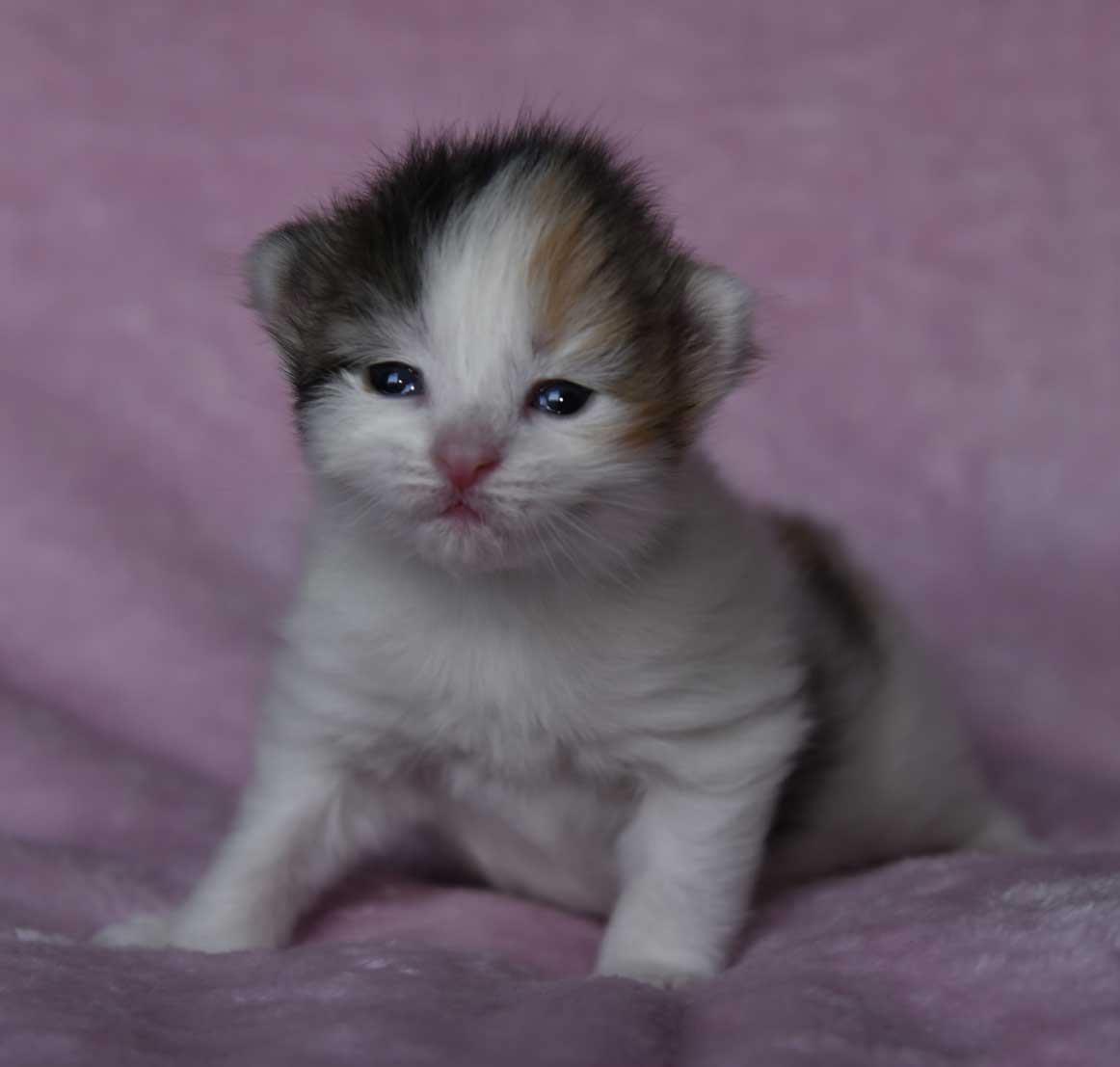 sibirisk kattunge Ximena