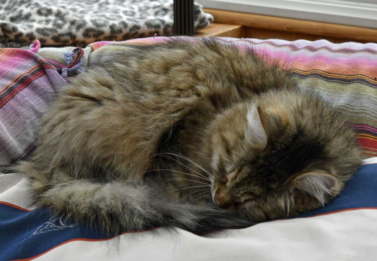 sibirisk katt Gabbie