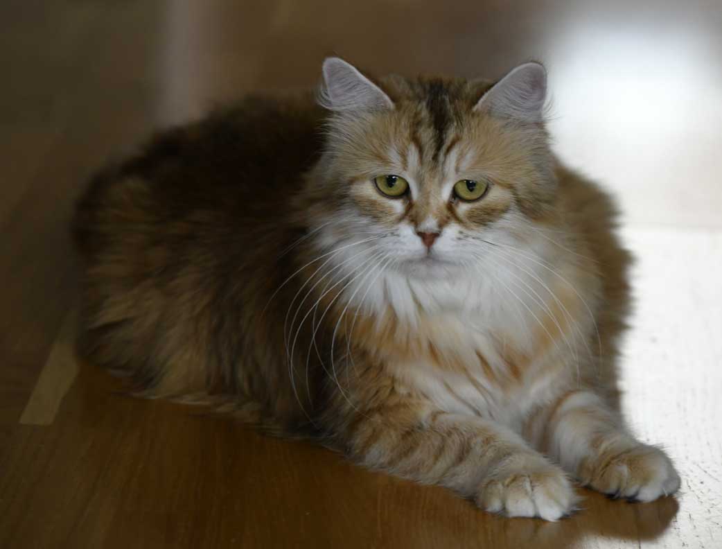sibirisk katt Uni