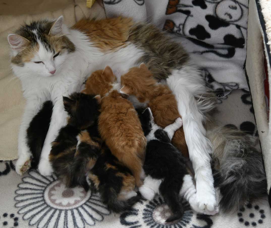 sibiriska kattungar Xx-kull