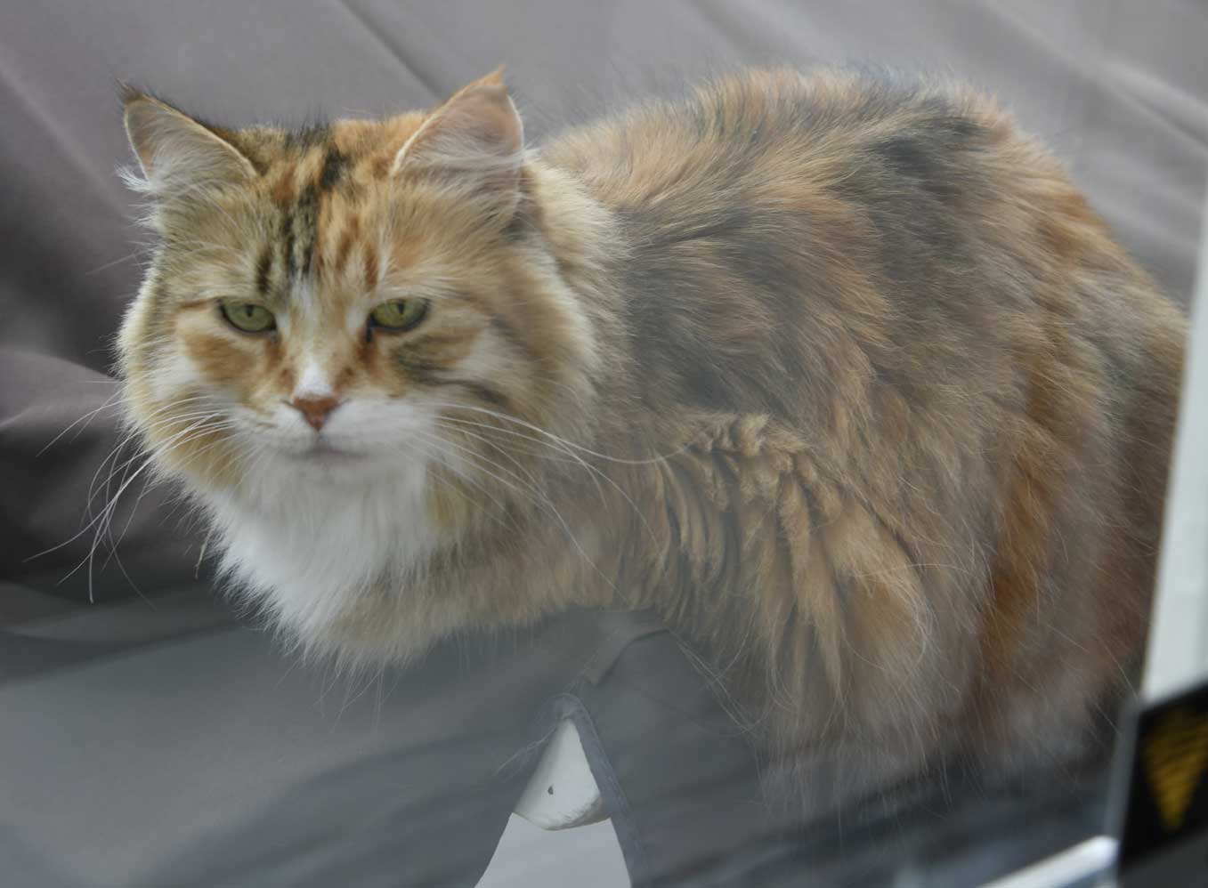 sibirisk katt Dani