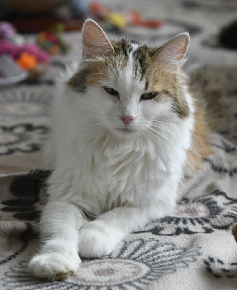 sibirisk katt Tracie