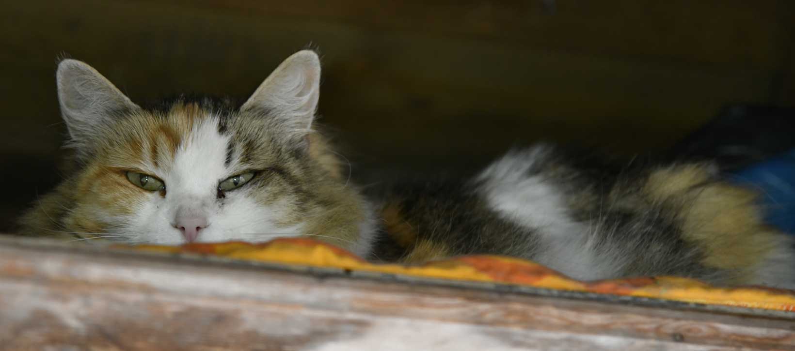 sibirisk katt Colbie