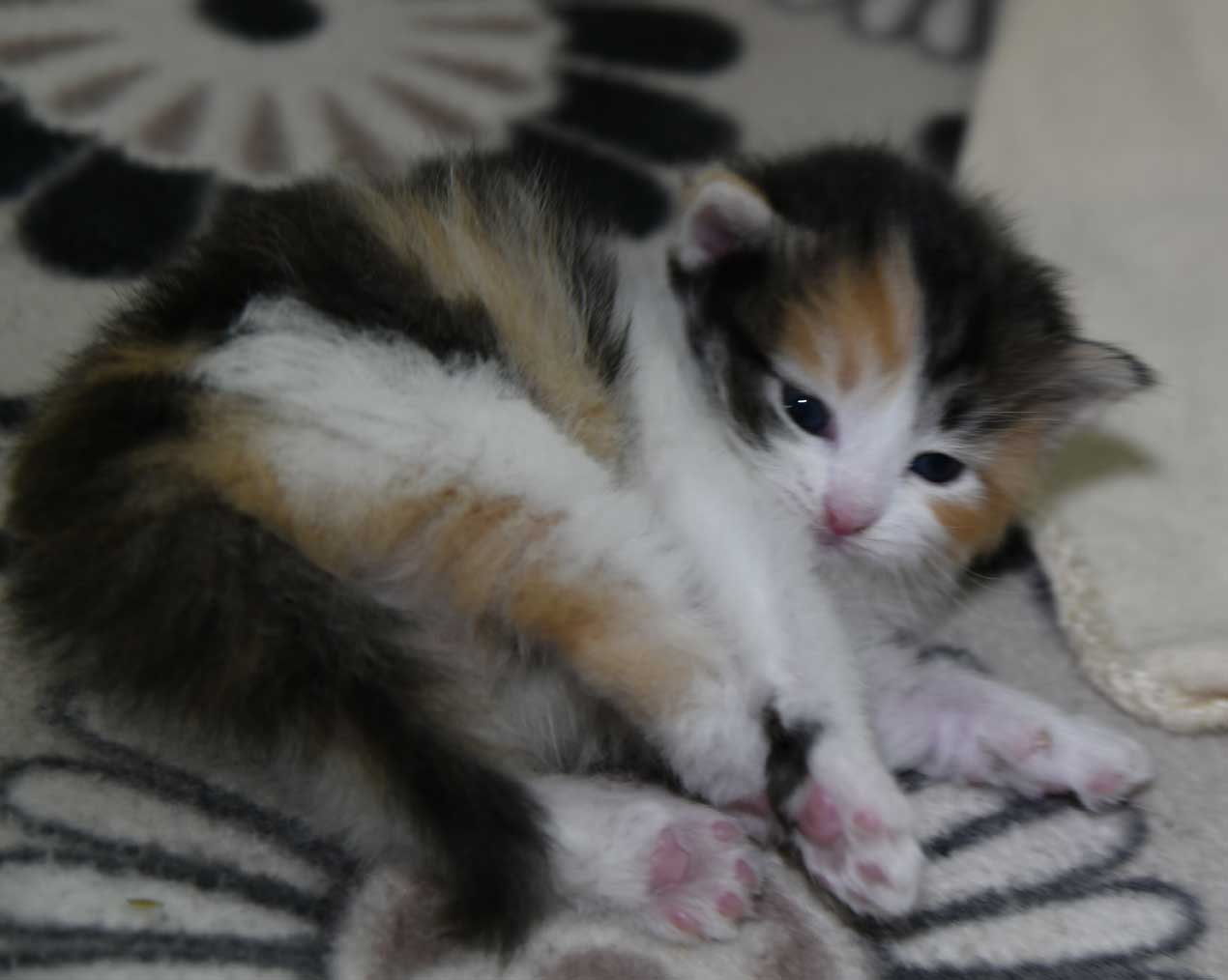 sibirisk kattunge Xuyi