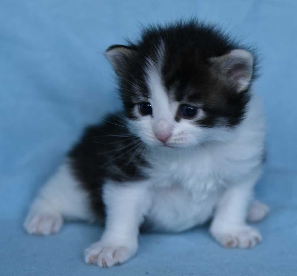 sibirisk kattunge Xerxes