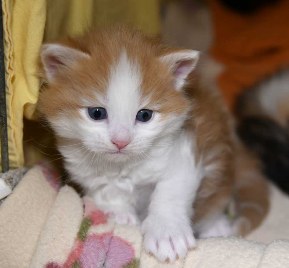 sibirisk kattunge X