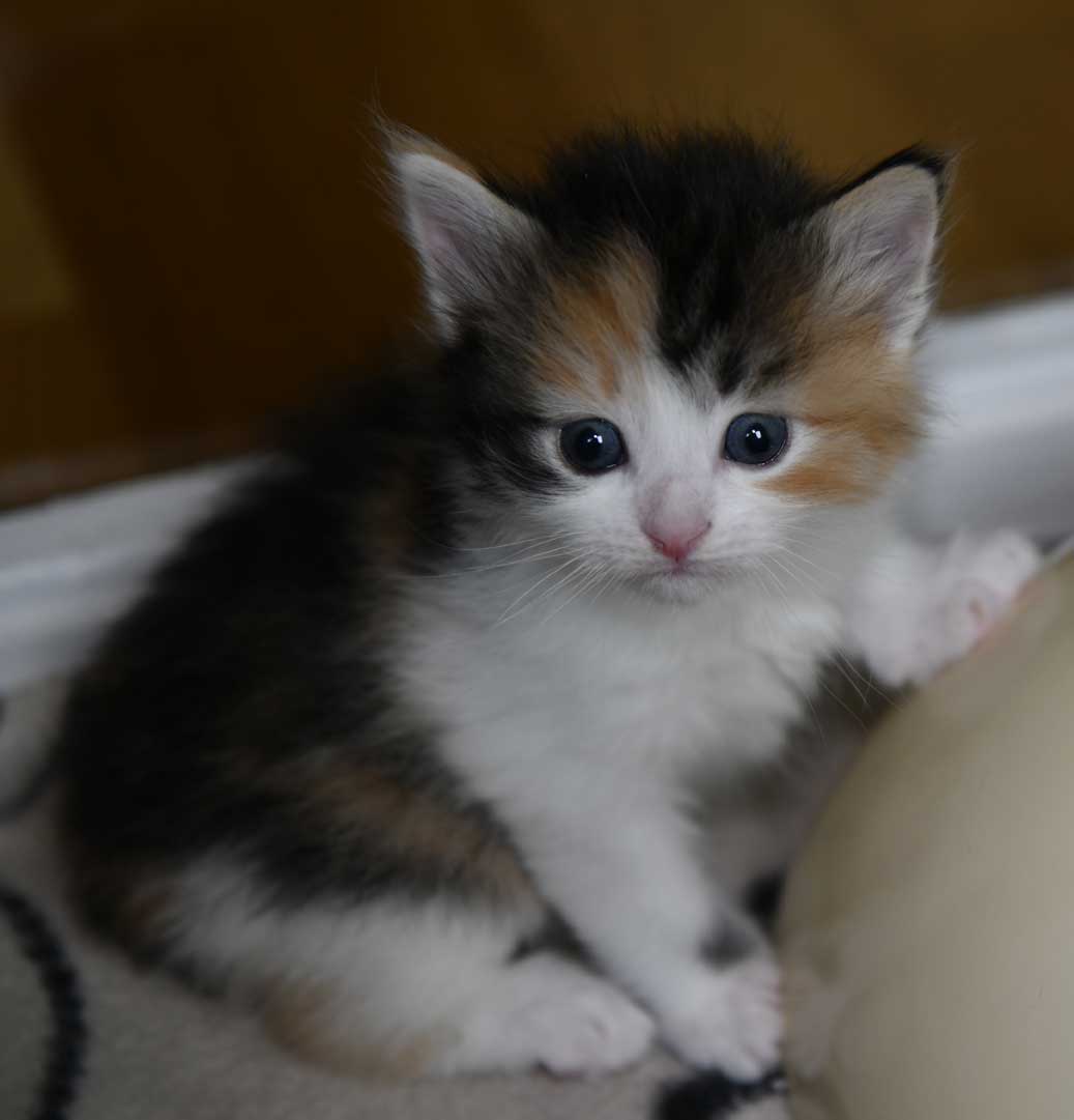 sibirisk kattunge Xuyi