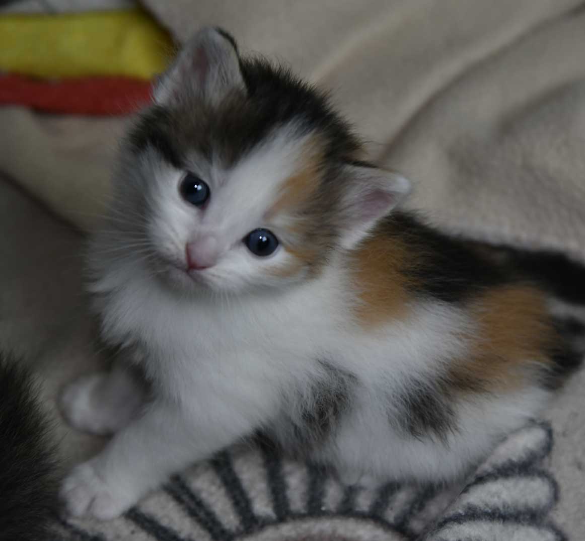 sibirisk kattunge Ximena