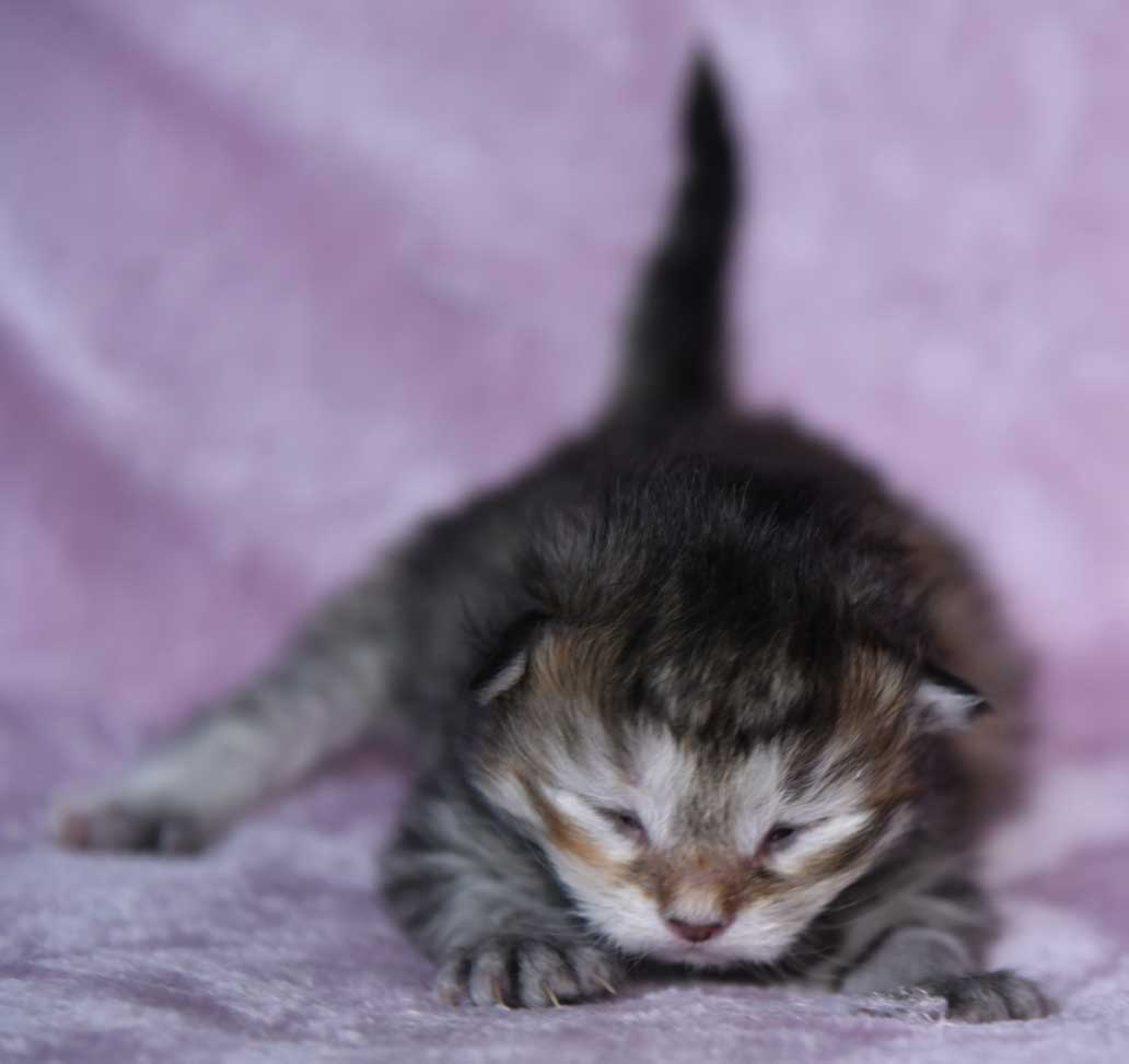 sibirisk kattunge Yetta