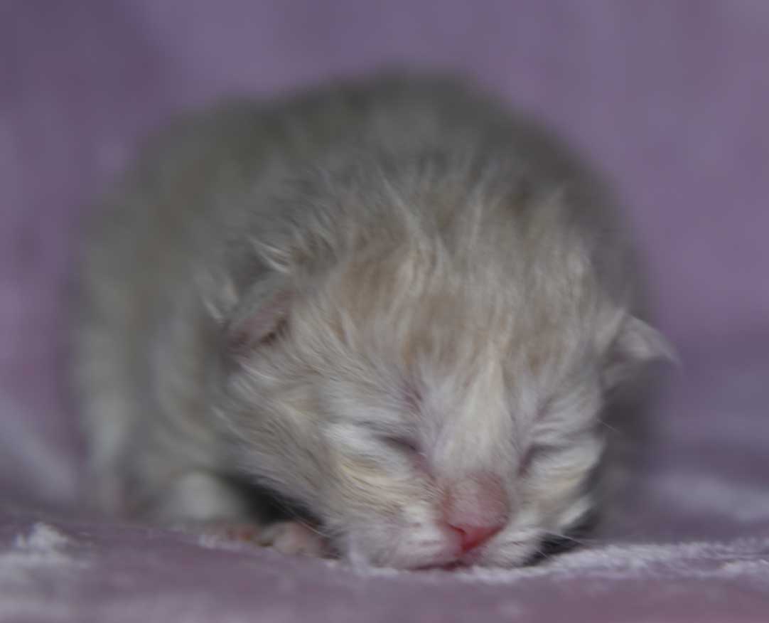 sibirisk katt Yezo