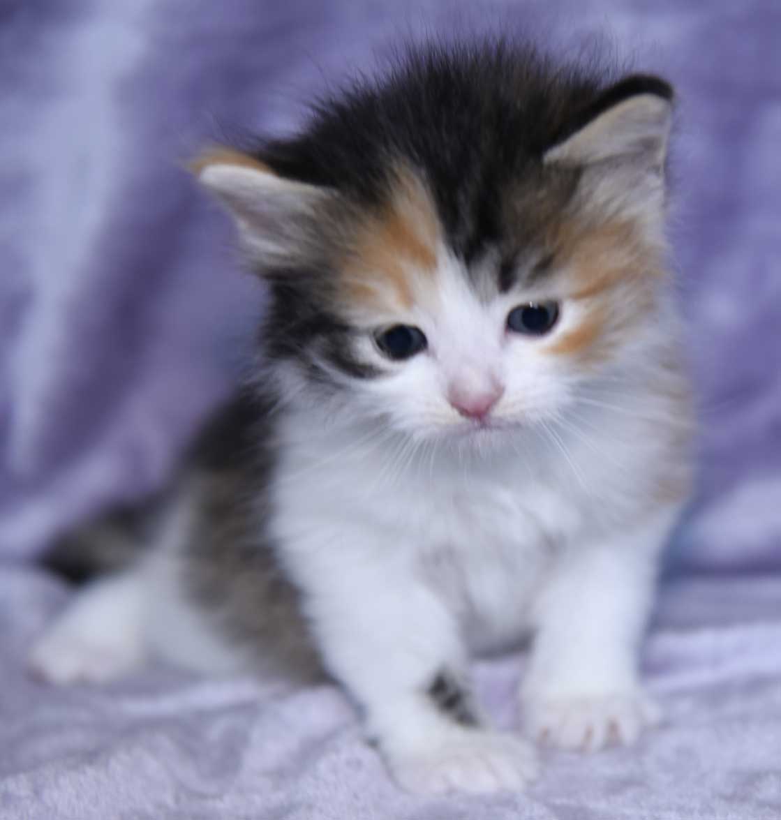 sibirisk kattunge Xuyi