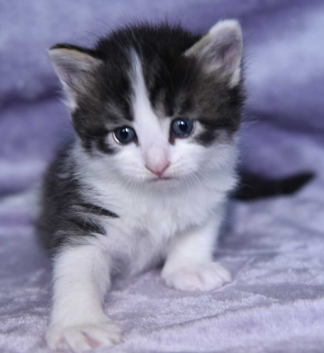 sibirisk kattunge Xerxes